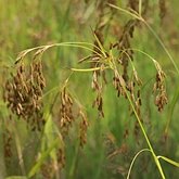 Angiosperms Monocots - Poales: Sedges