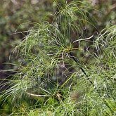 Angiosperms Monocots - Poales: Sedges