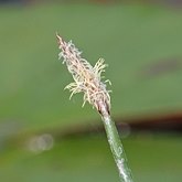 Angiosperms Monocots - Poales: Sedges