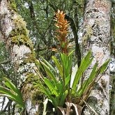 Okrytonasienne jednoliścienne - Poales: bromelie