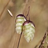 Okrytonasienne jednoliścienne - Poales: trawy