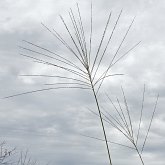 Okrytonasienne jednoliścienne - Poales: trawy