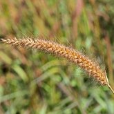 Okrytonasienne jednoliścienne - Poales: trawy