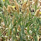 Okrytonasienne jednoliścienne - Poales: trawy