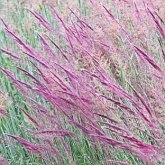 Okrytonasienne jednoliścienne - Poales: trawy
