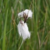 Okrytonasienne jednoliścienne - Poales: turzyce