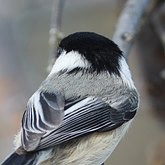 Poecile atricapillus