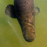 Vert&#233;br&#233;s, autres - Poissons