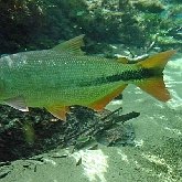 Vert&#233;br&#233;s, autres - Poissons