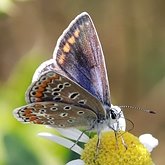 Polyommatus icarus