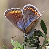 Polyommatus icarus