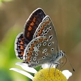 Polyommatus icarus