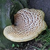 Fungi, Lichens - Polyporales
