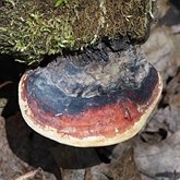 Fungi, Lichens - Polyporales