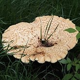 Fungi, Lichens - Polyporales