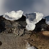 Fungi, Lichens - Polyporales