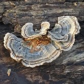 Fungi, Lichens - Polyporales