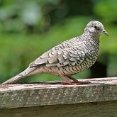 Aves Non Passeriformes - Pombas, rolas