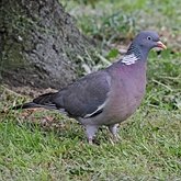 Aves Non Passeriformes - Pombas, rolas