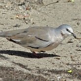 Aves Non Passeriformes - Pombas, rolas