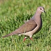 Aves Non Passeriformes - Pombas, rolas