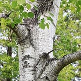 Populus tremuloides