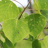 Populus tremuloides