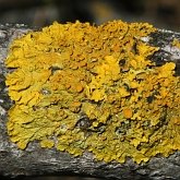 Grzyby, porosty - Porosty