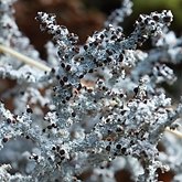 Grzyby, porosty - Porosty