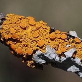 Grzyby, porosty - Porosty