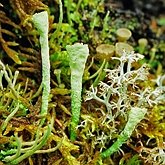 Grzyby, porosty - Porosty