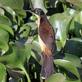 Ptaki Passeriformes - Pozostałe