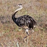 Ptaki Non Passeriformes - Pozostałe 