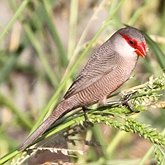 Ptaki Passeriformes - Pozostałe