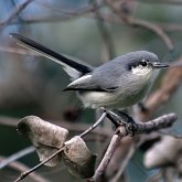 Ptaki Passeriformes - Pozostałe