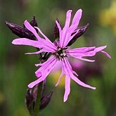 Prairies humides