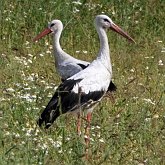 Prairies (sauf celles humides)