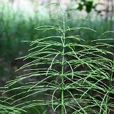 Plantes, autres - Pr&#234;les (&#201;quis&#233;tophytes)