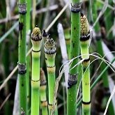 Plantes, autres - Pr&#234;les (&#201;quis&#233;tophytes)