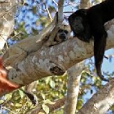 Mamíferos - Primatas