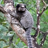 Mammals - Primates