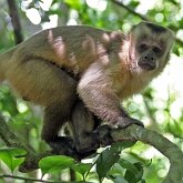 Mammif&#232;res - Primates