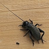 Owady - Prostoskrzydłe (Orthoptera)