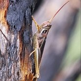 Owady - Prostoskrzydłe (Orthoptera)