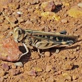 Owady - Prostoskrzydłe (Orthoptera)
