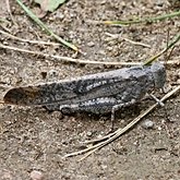 Owady - Prostoskrzydłe (Orthoptera)