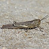 Owady - Prostoskrzydłe (Orthoptera)