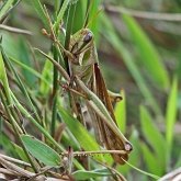 Owady - Prostoskrzydłe (Orthoptera)