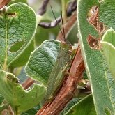 Owady - Prostoskrzydłe (Orthoptera)