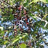 Prunus serotina